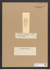 Diatomeae indet. (de-Toni-Nr.: Species 2156 ???) Zeichnungen Sammlung Grunow Nr. 4451 (NHMW-BOT-W0372410)